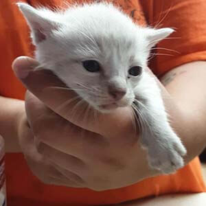 6 siamese kitten needs an foster home WAGS