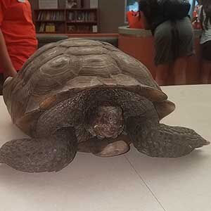 Desert Tortoise found #A-2104 WAGS