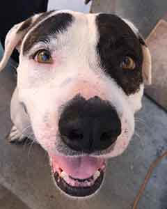Rocky dog pet adoption WAGS