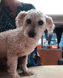 New male poodle found #A-2126 pet adoption WAGS