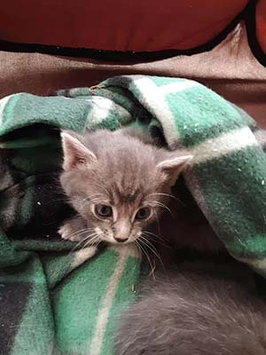 5 kittens needs fostering WAGS