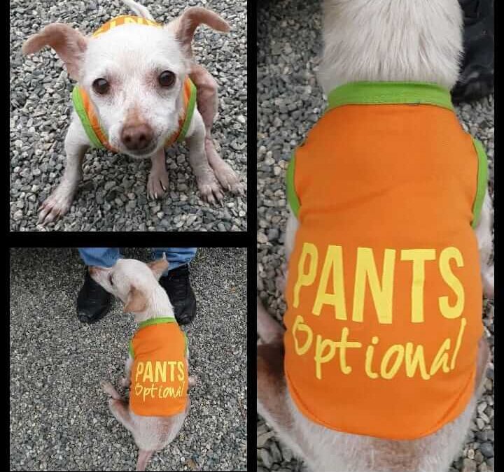 Dog Possum pet adoption WAGS
