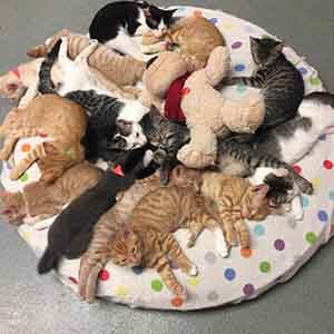 Special Kitten Party pet adoption WAGS