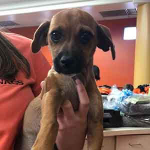 dog found #A-2054 pet adoption WAGS