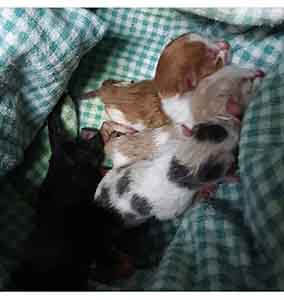 URGENT we have several kittens that needs foster home ASAP WAGS