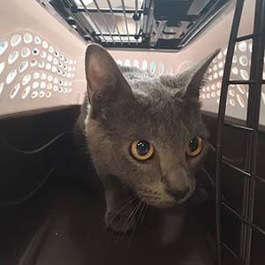 Female Cat found #A-2146 pet adoption WAGS