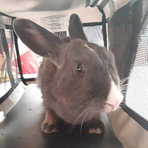 Bunny found #A-2156 pet adoption WAGS
