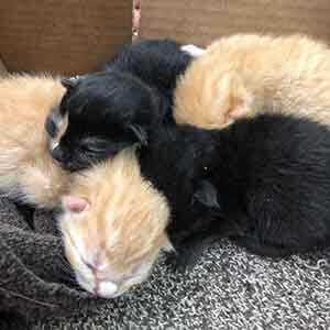 We have 4 ~3day old kittens that came in late! WAGS