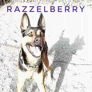 Dog Razzelberry Pet adoption WAGS