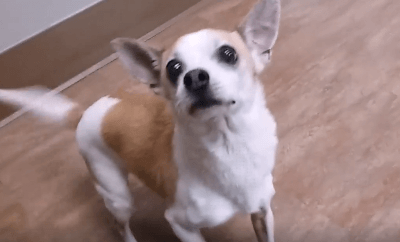 Otis dog adoption WAGS