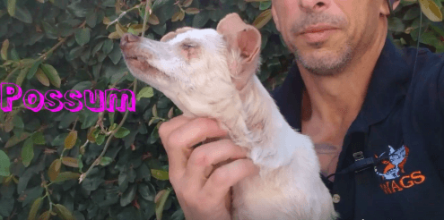 Possum sweet girl Female dog adoption WAGS