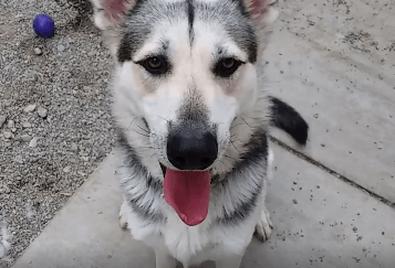Duke ClearTheShelters on 8-17-19 WAGS