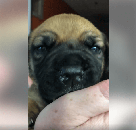 The greatest Mastiff-Pitbull puppy adoption WAGS