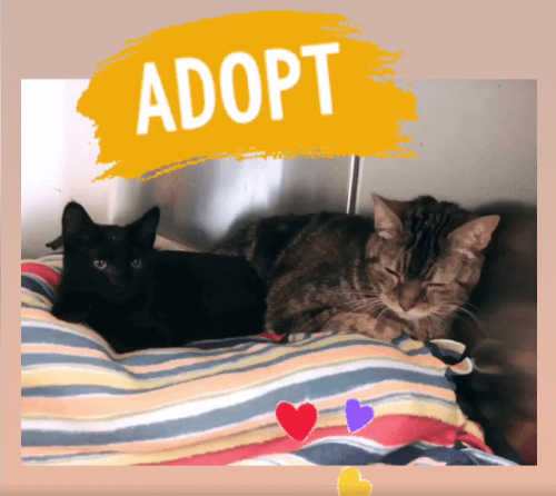 Tarzan and Sid Cat pet adoption WAGS