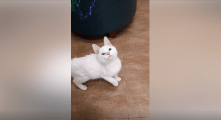 Cat Isabella pet adoption WAGS