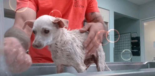 Possum bubble bath pet adoption WAGS