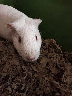 2 White guinea pig found on Hazard & Magnolia