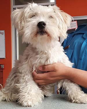 Blind dog found #A-2200 pet adoption WAGS