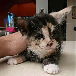 6 week old kitten pet adoption WAGS