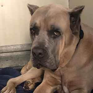 Meet our 3 year old Cane Corso dog adoption WAGS