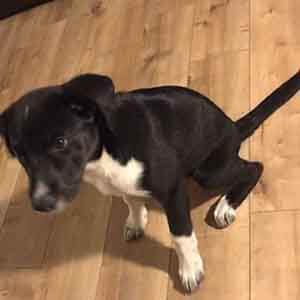 Missing husky/lab puppy found pet adoption WAGS