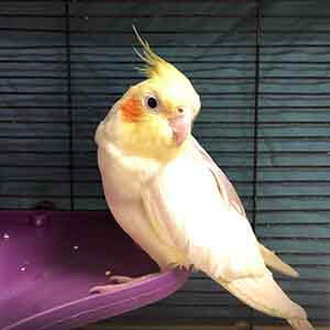 Mr. Peepers Cockatiel pet adoption WAGS