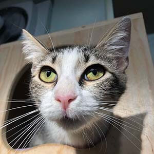 Begonia Cat pet adoption WAGS