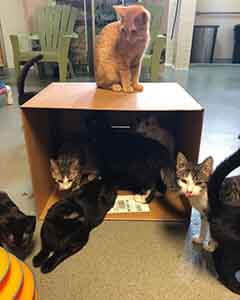 Come Visit to adoption these cats WAGS
