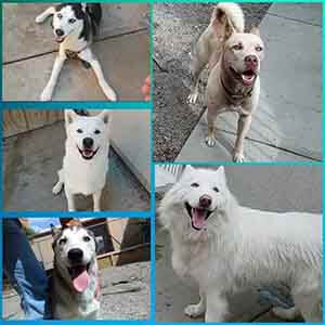 WAGS has 5 Husky mixes pet adoption - Animal Shelter ...