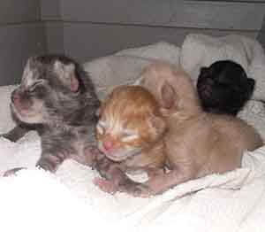 3 day old kittens needs fostering WAGS