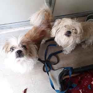 Two stay dogs found #A-2328 & #A-2329 pet adoption WAGS