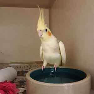 Very tame cockatiel found off in Westminster.