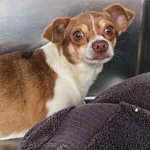 Very scared female dog found #A-2334 pet adoption WAGS