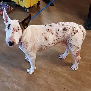 3 year old purebred bull terrier adoption WAGS