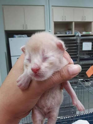 We have 4 kittens about 3 days old that need fostering WAGS