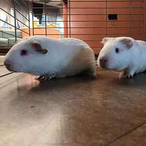 Guinea Pig Alastair & Crowley looking for Forever home