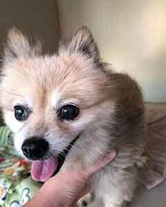 Pomeranian dog found #A-2331 pet adoption WAGS