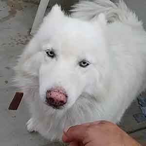 Dog Rocky pet adoption WAGS