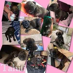 We still have 4 Mastiff/Pitbull mix puppies left for adoption! WAGS