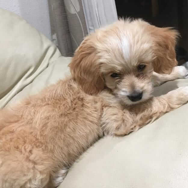 Maltipoo mix Cookie who was lost on Saturday WAGS