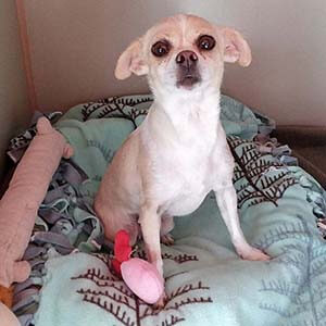 Bubbles is looking for furever home pet adoption WAGS