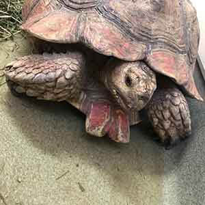 Tortoise found #A-2395 pet adoption WAGS