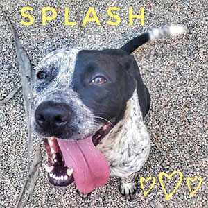 Cattle dog mix Splash needs foster home WAGS