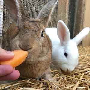 Parsnip rabbit adoption WAGS
