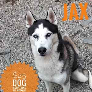 Jax says All previously spayed/neutered ADULT dogs are only $25 to adopt! WAGS
