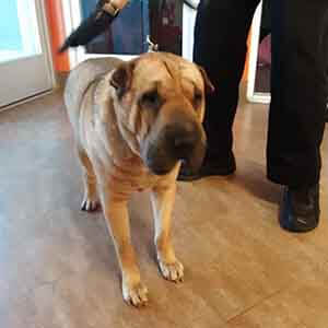 Female dog found #A-2311 pet adoption WAGS