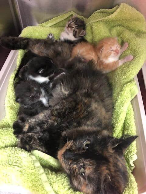 We have several litters of kittens that needs fostering WAGS