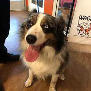 Female dog found #A-2405 pet adoption WAGS