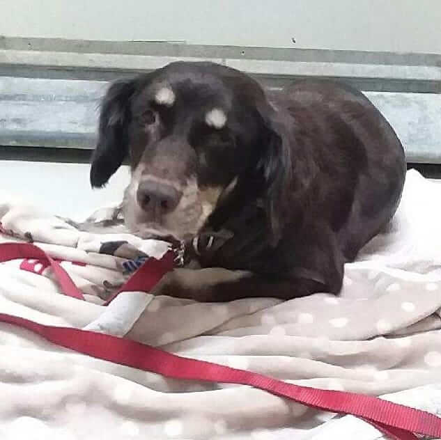 Dog impound found #A-2414 pet adoption WAGS