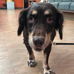 Dog found #A-2414 pet adoption WAGS